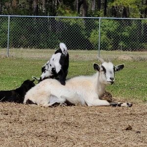 Meet your Posher, Alison